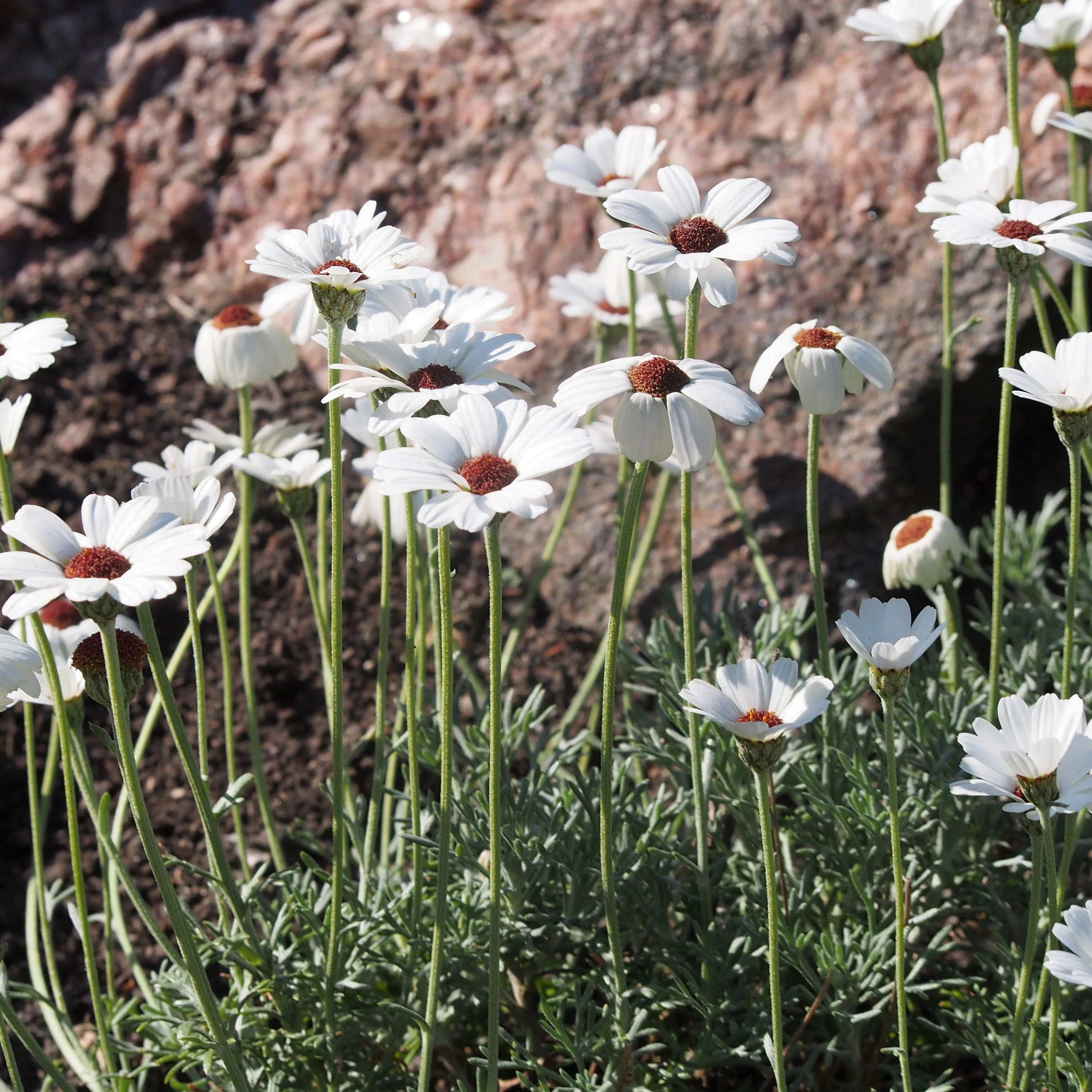 RHODANTHEMUM Casablanca - Image 2