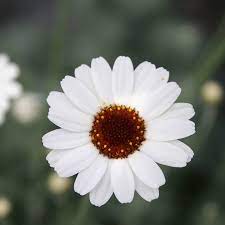 Rhodanthemum Casablanca - Image 2