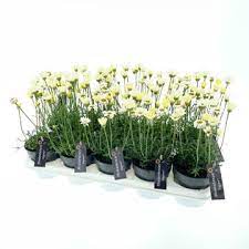 RHODANTHEMUM hybrida Zagora Yellow - Image 3
