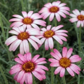 Rhodanthemum Marrakech