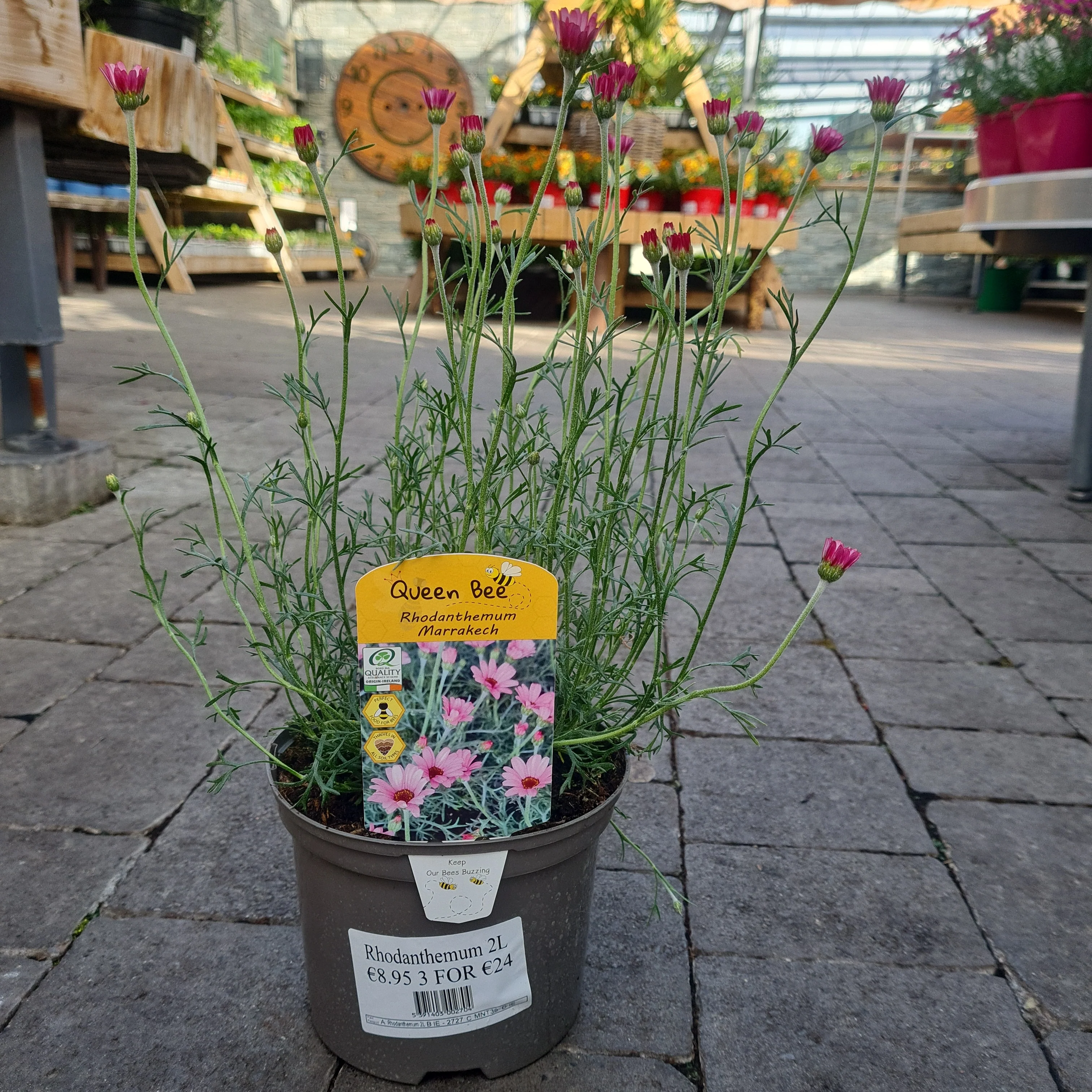 Rhodanthemum Marrakech - Image 2