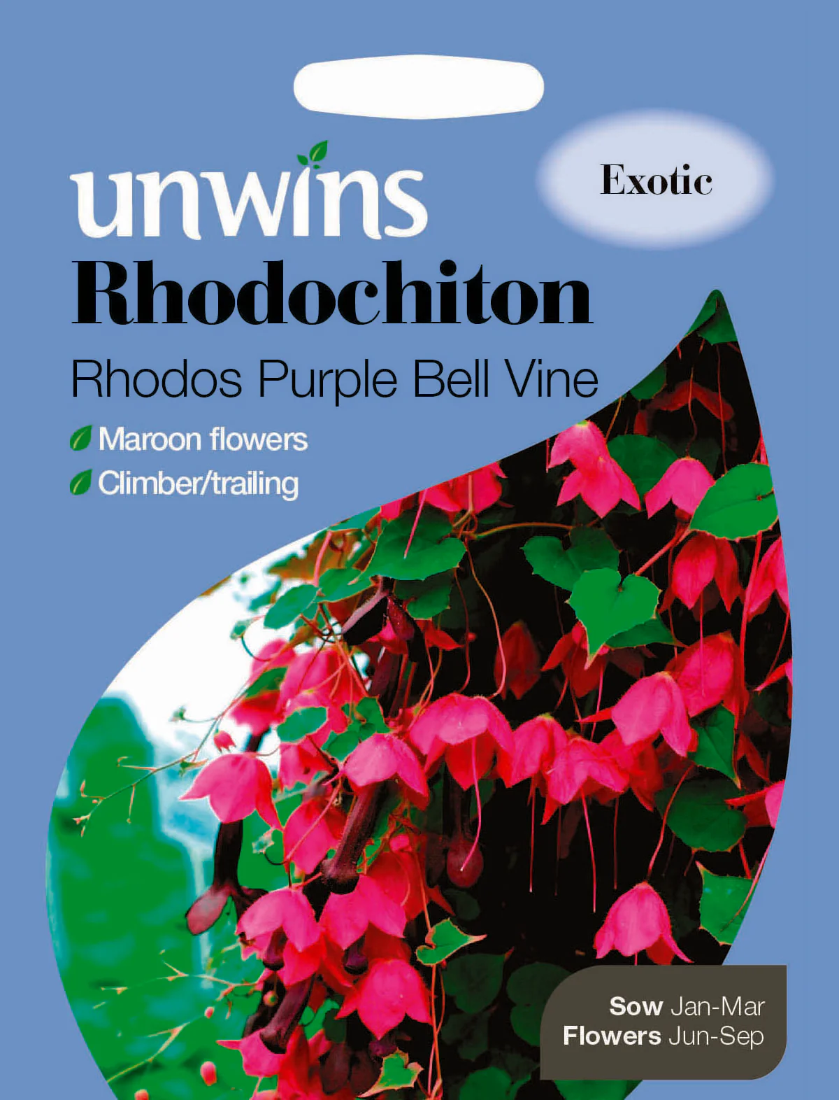 Rhodochiton Rhodos Purple Bell Vine
