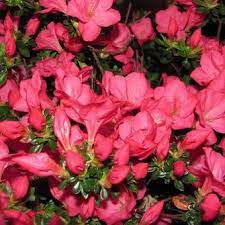 Rhododendron (AJ) Anouk