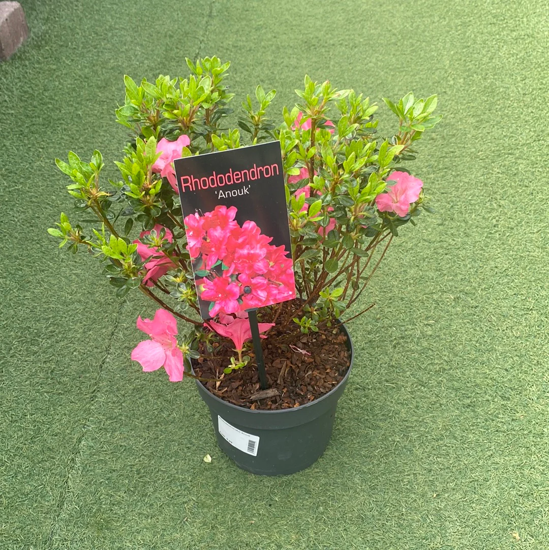 Rhododendron (AJ) Anouk - Image 2