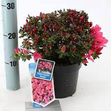 Rhododendron (AJ) Anouk - Image 4