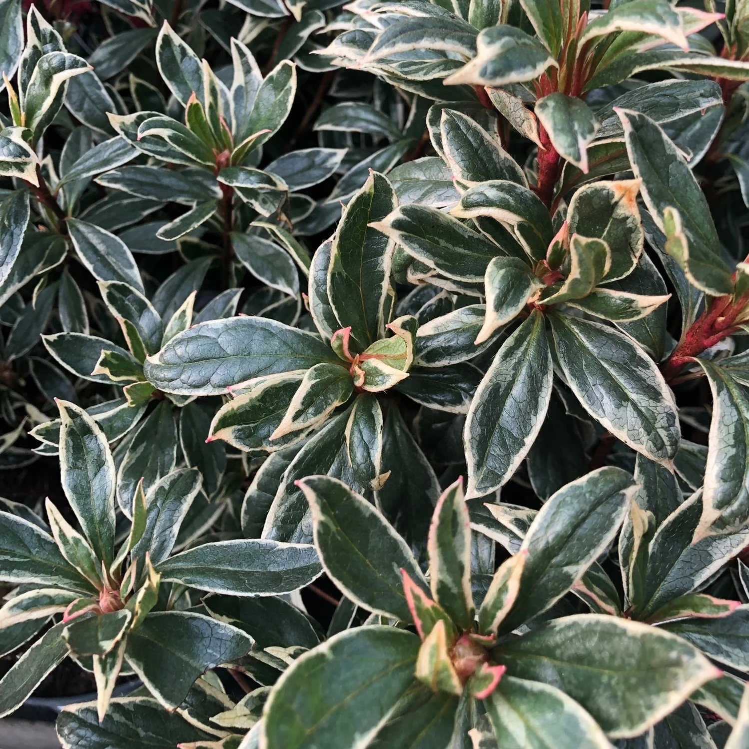 Rhododendron (AJ) Silver Sword