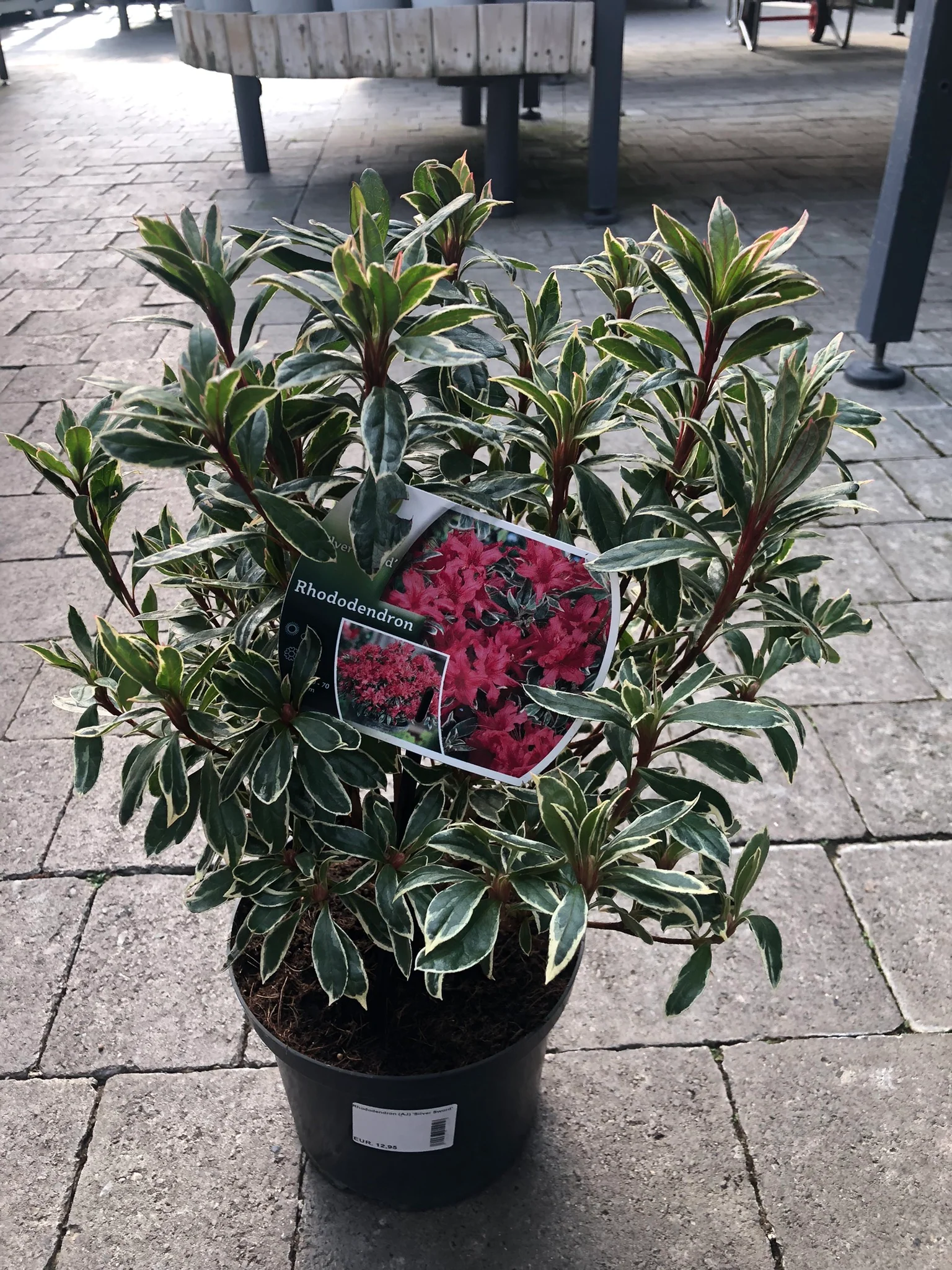 Rhododendron (AJ) Silver Sword - Image 2