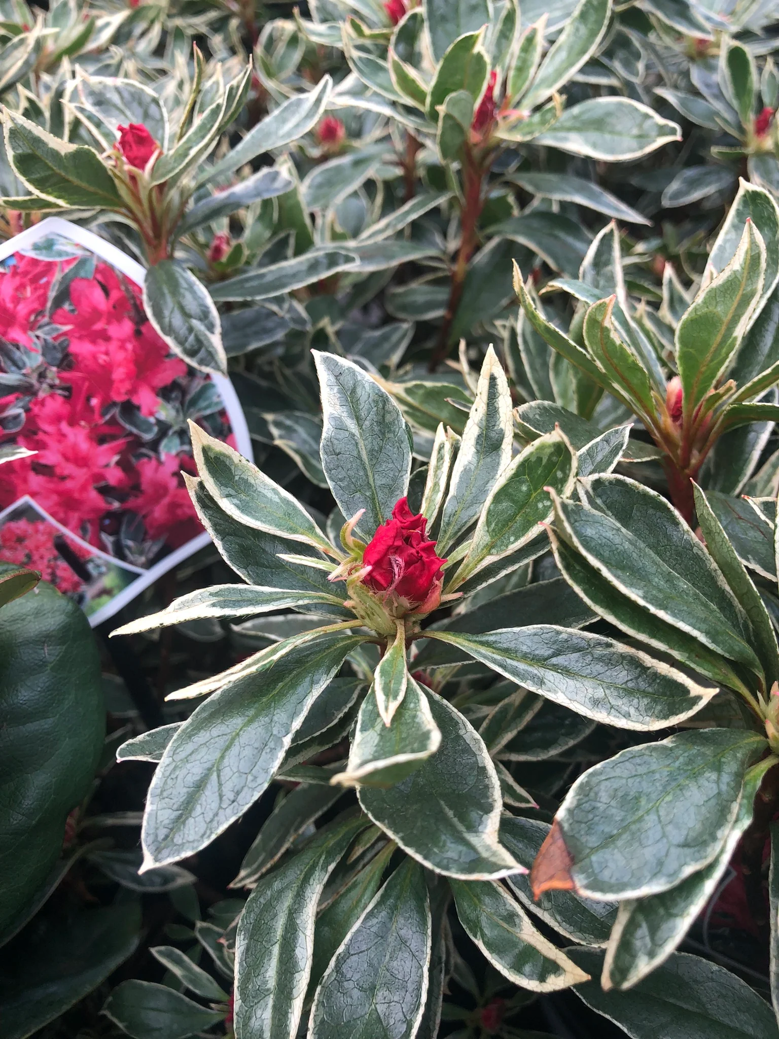 Rhododendron (AJ) Silver Sword - Image 3