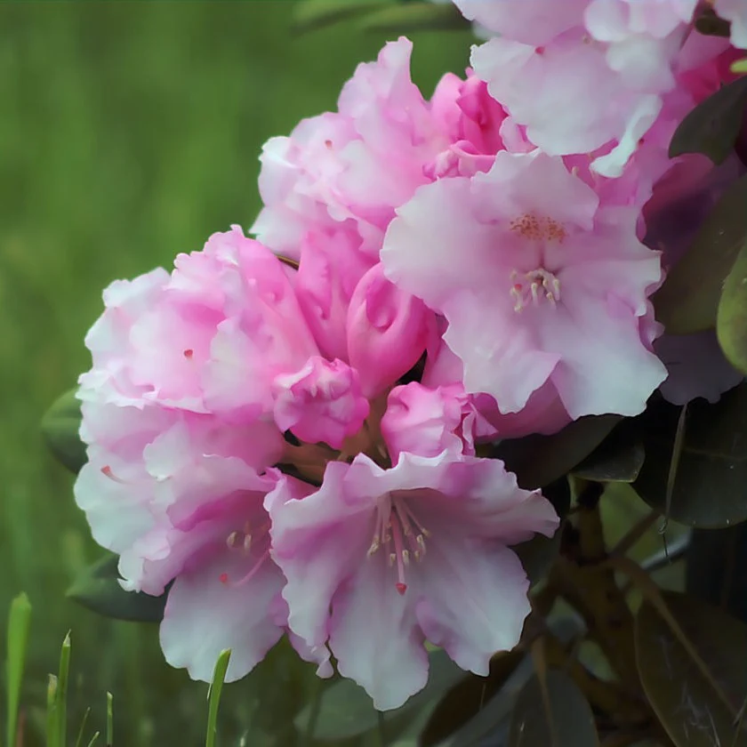 Rhododendron Bloombux - Image 2