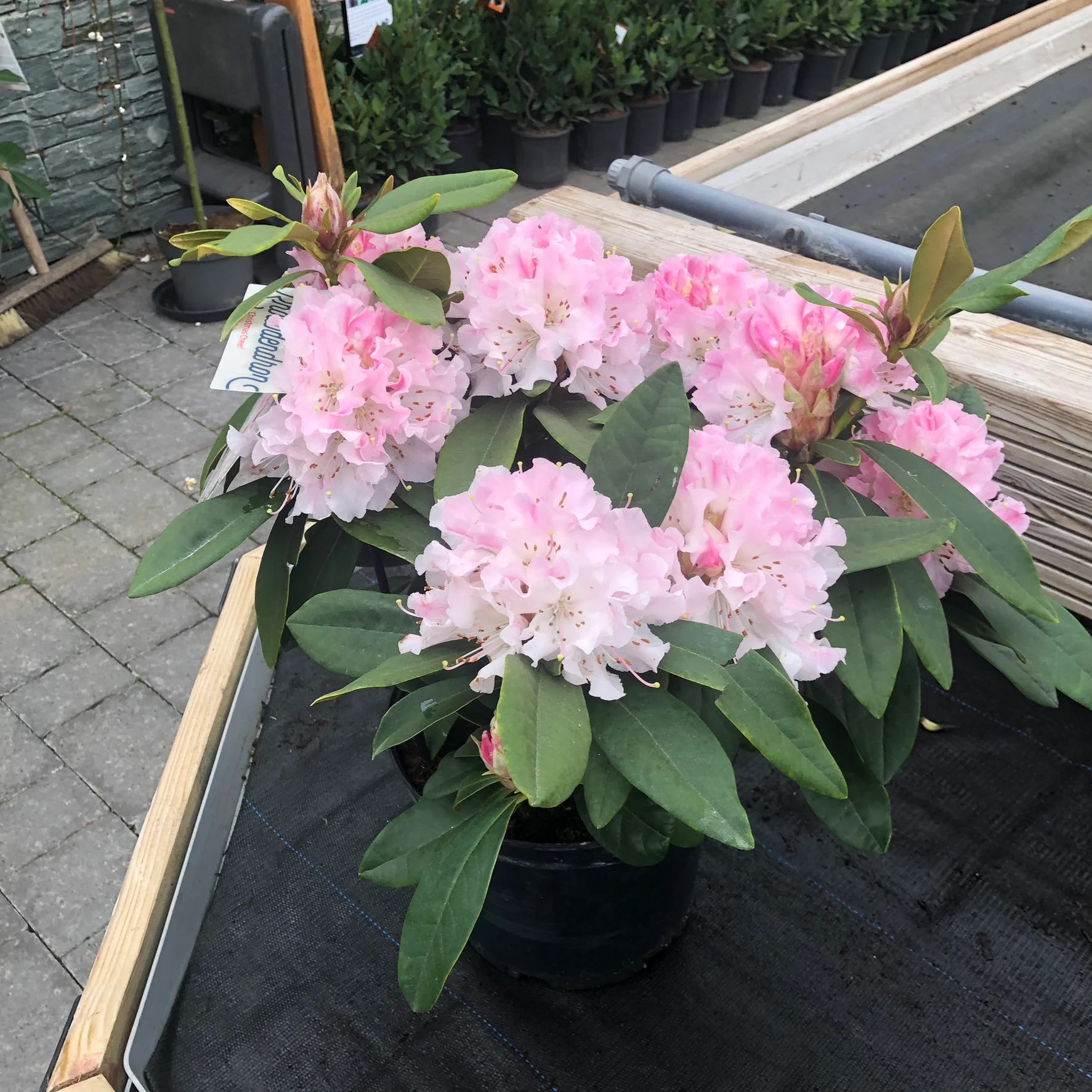 Rhododendron (C) Christmas Cheer - Image 2