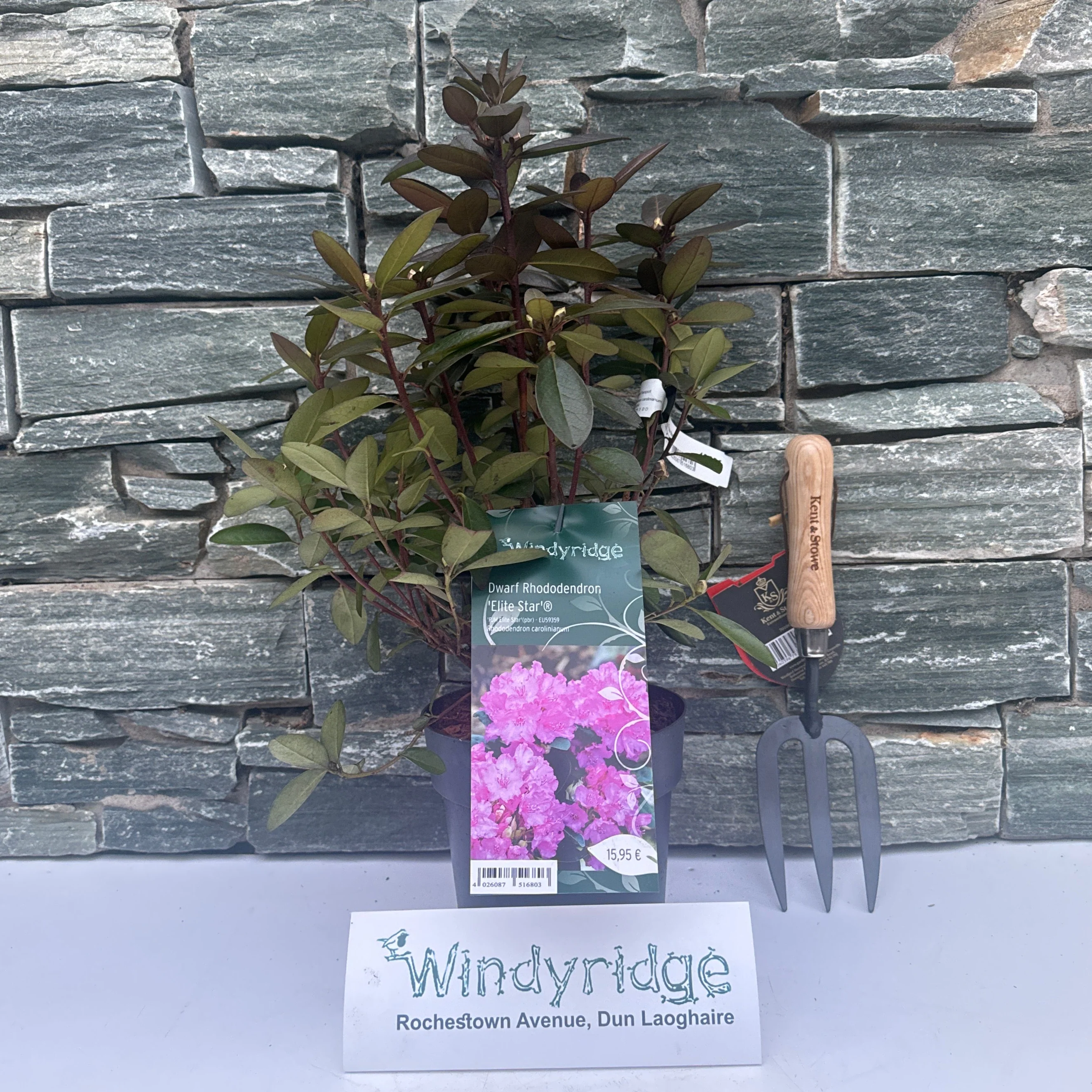 Rhododendron carolinianum Elite Star