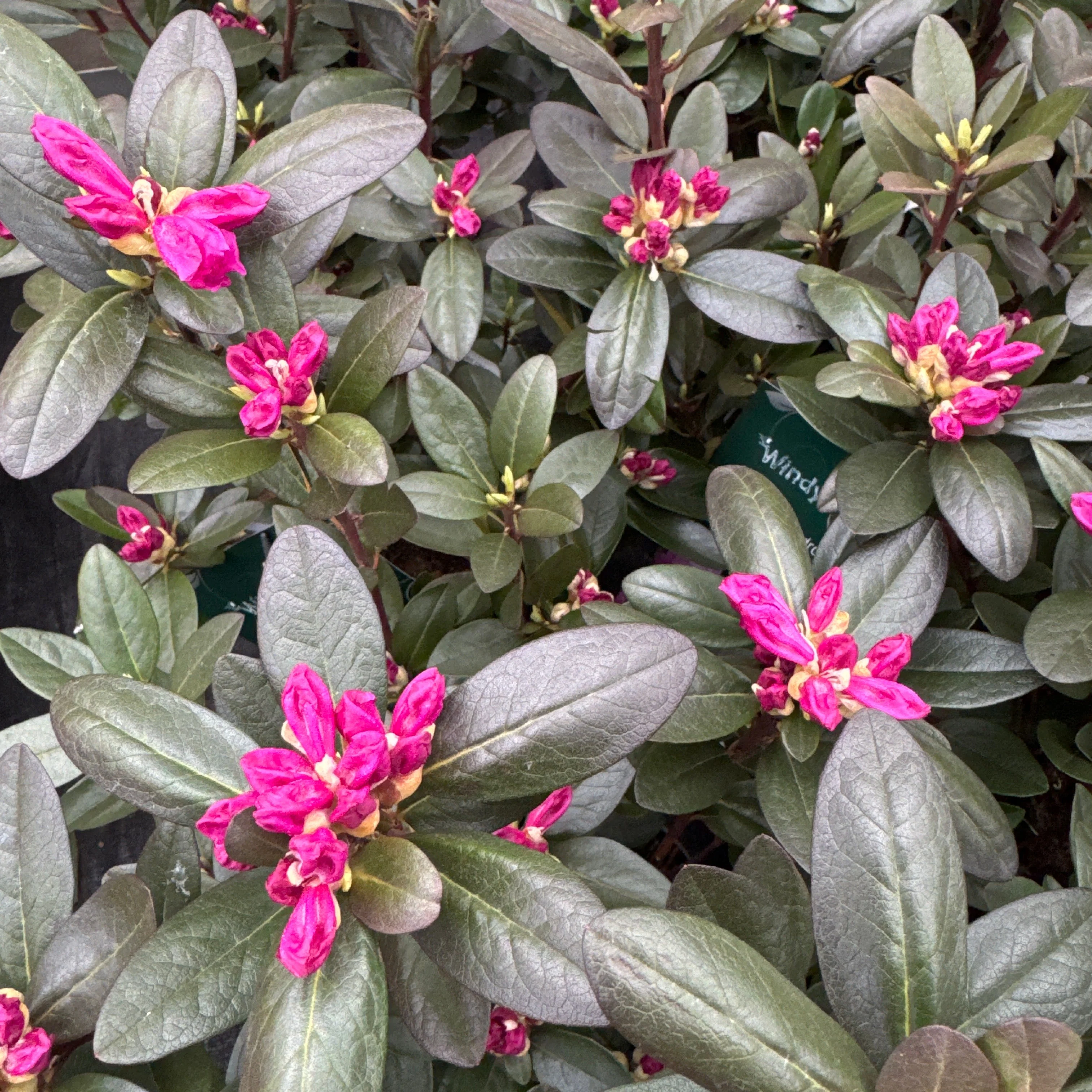 Rhododendron carolinianum Elite Star - Image 2