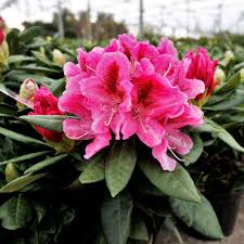 Rhododendron Cosmopolitan