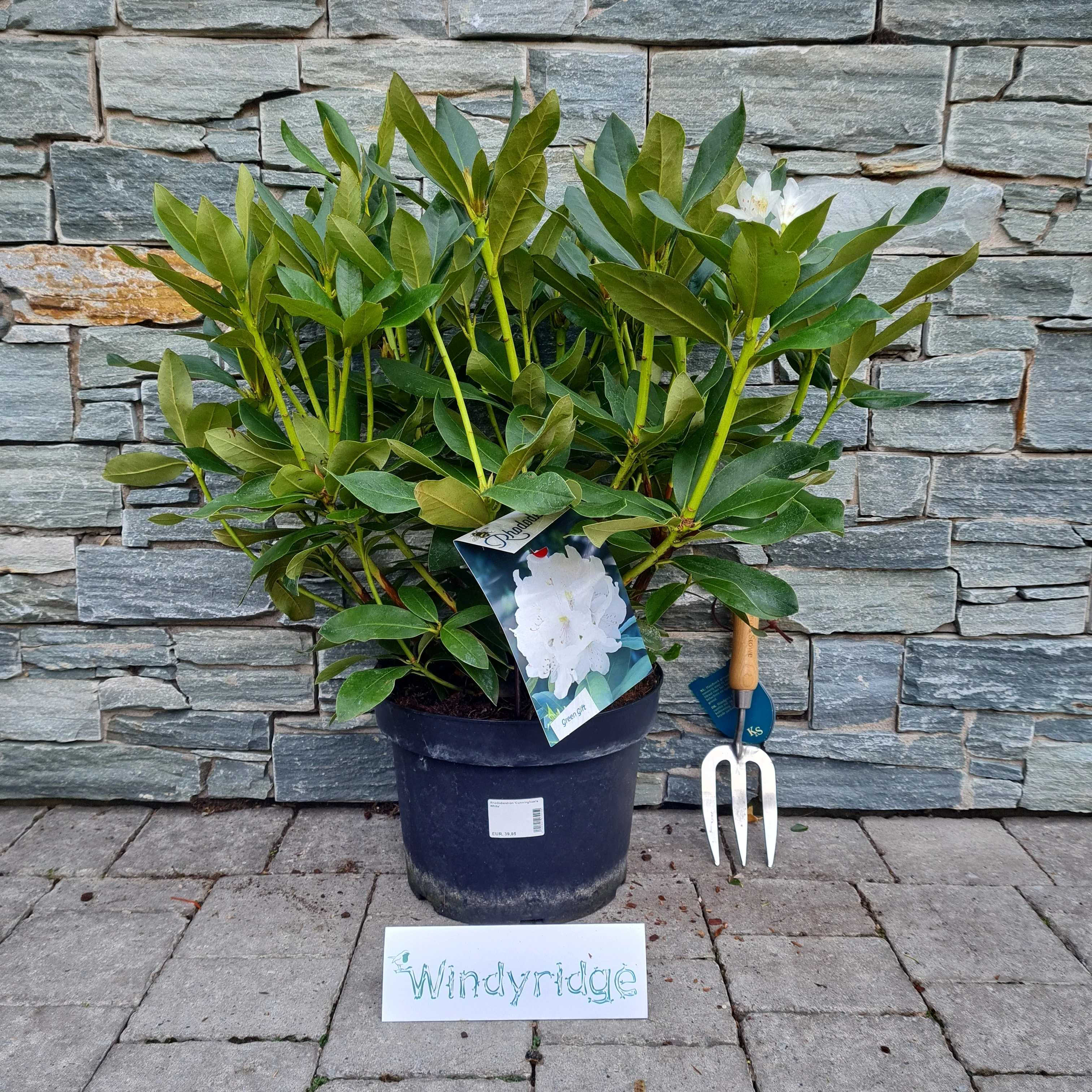 Rhododendron Cunninghams White - Image 2