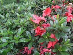 Rhododendron Elizab. Red Foliage - Image 2