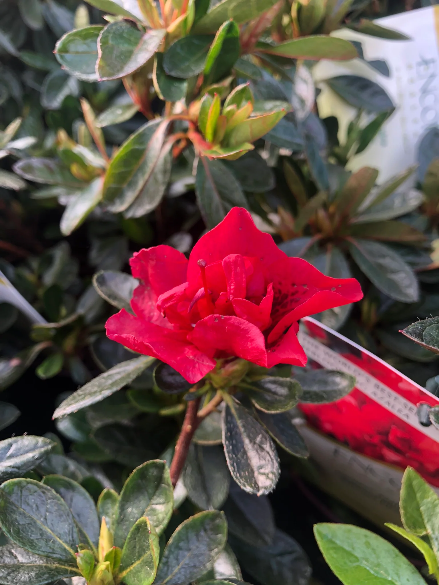 Rhododendron ENCORE Autumn Fire