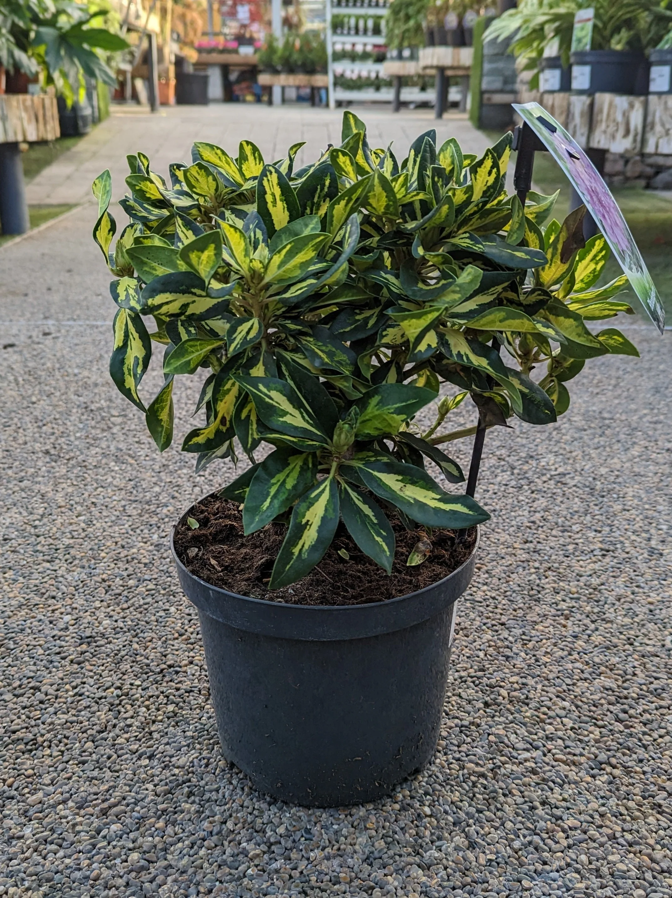 Rhododendron Gold Shine - Image 2