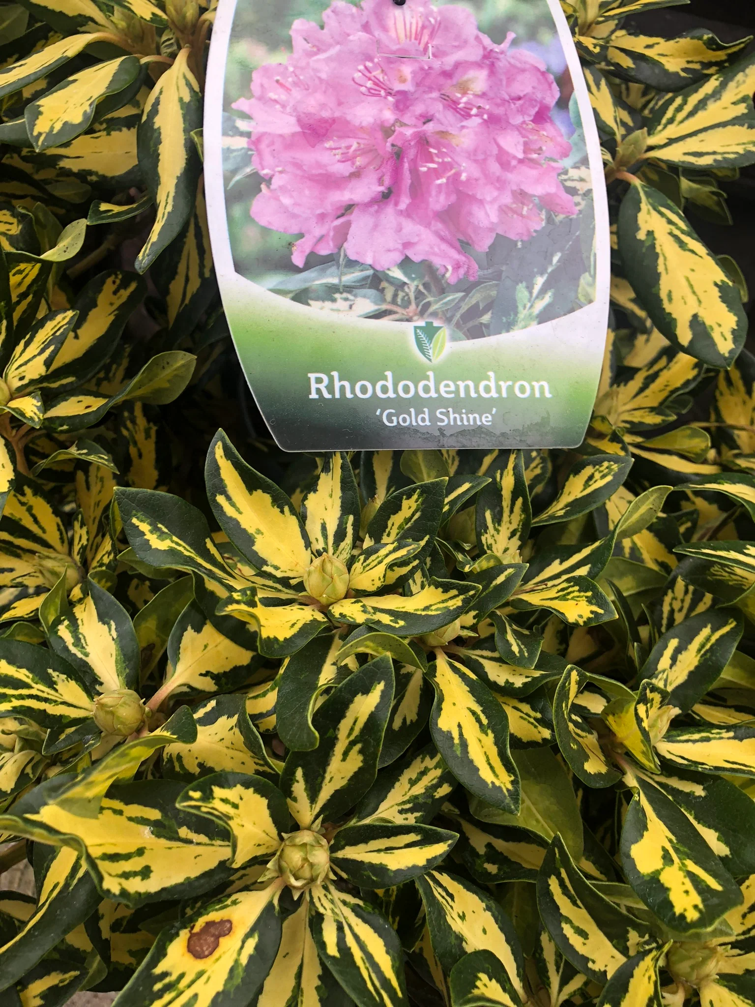 Rhododendron Gold Shine - Image 5
