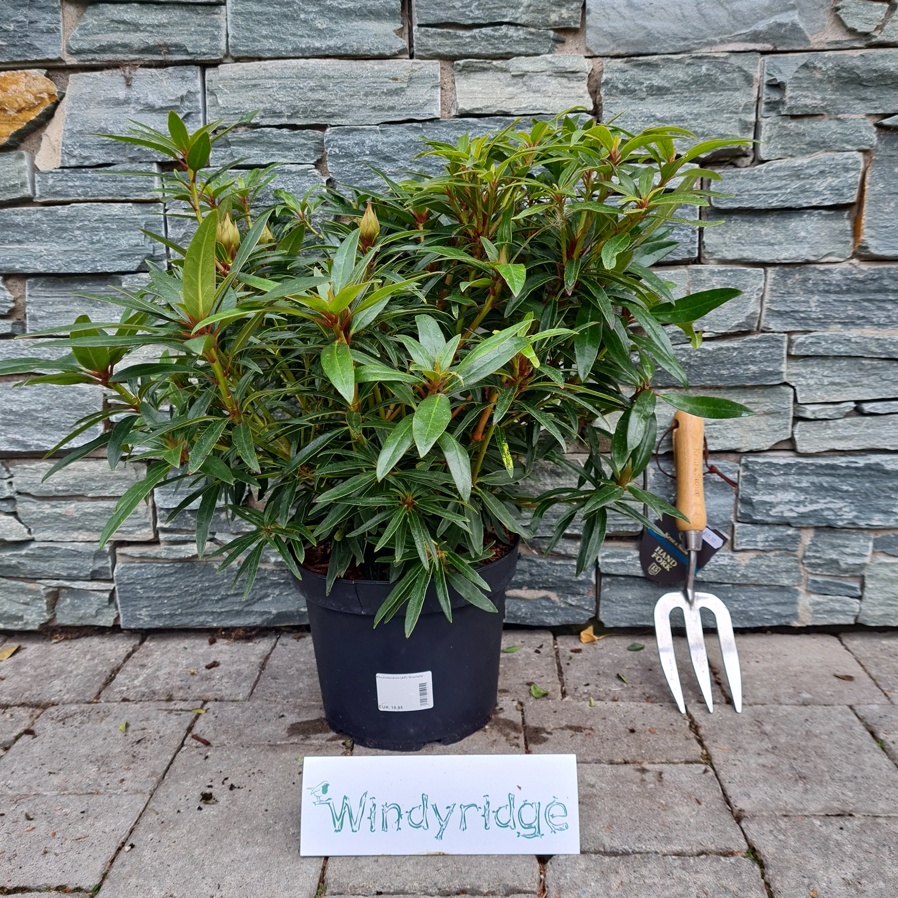 Rhododendron Graziella (5Ltr Pot) - Image 2