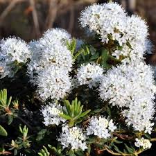 Rhododendron groenl. Compactum
