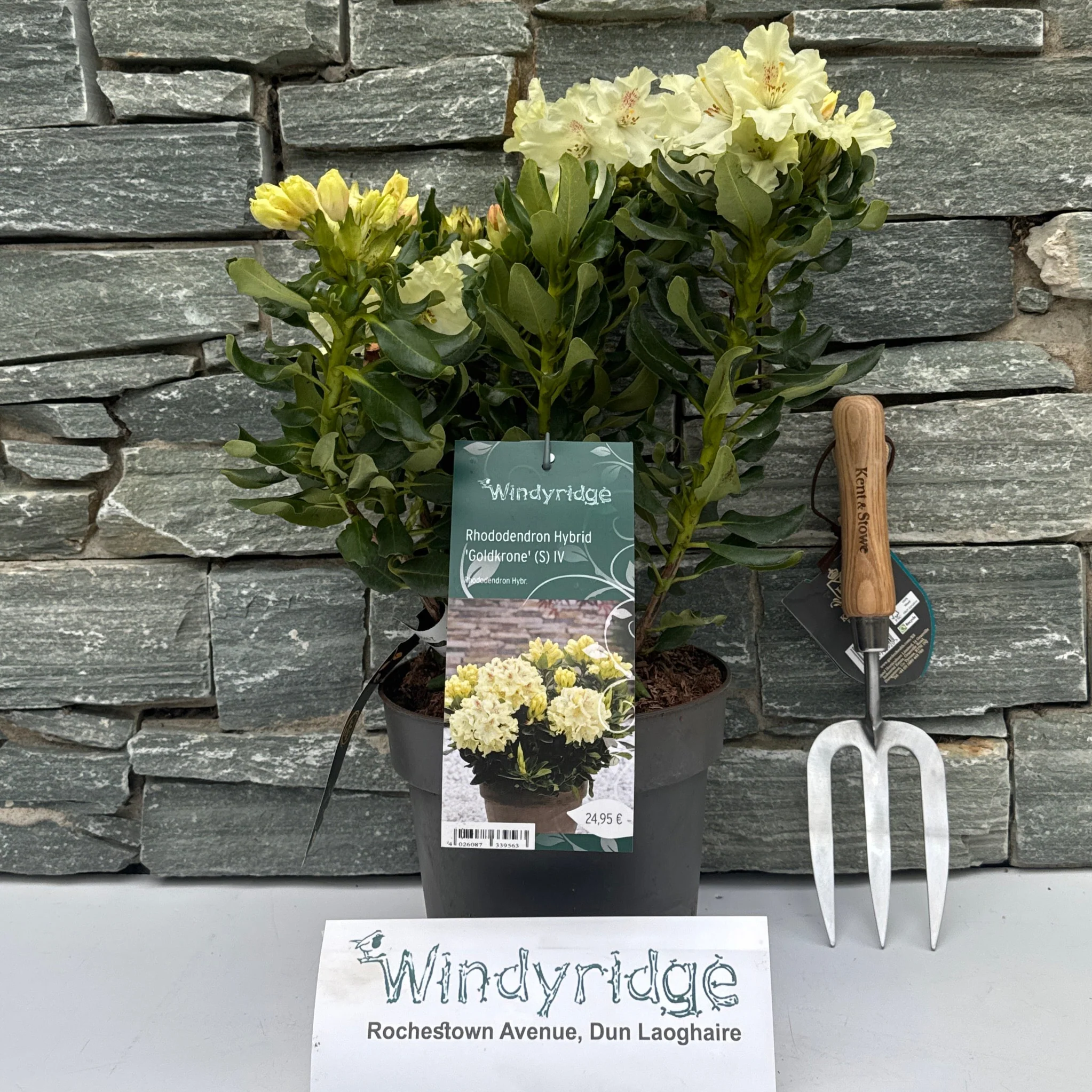 Rhododendron Hybr.Goldkrone (S) IV