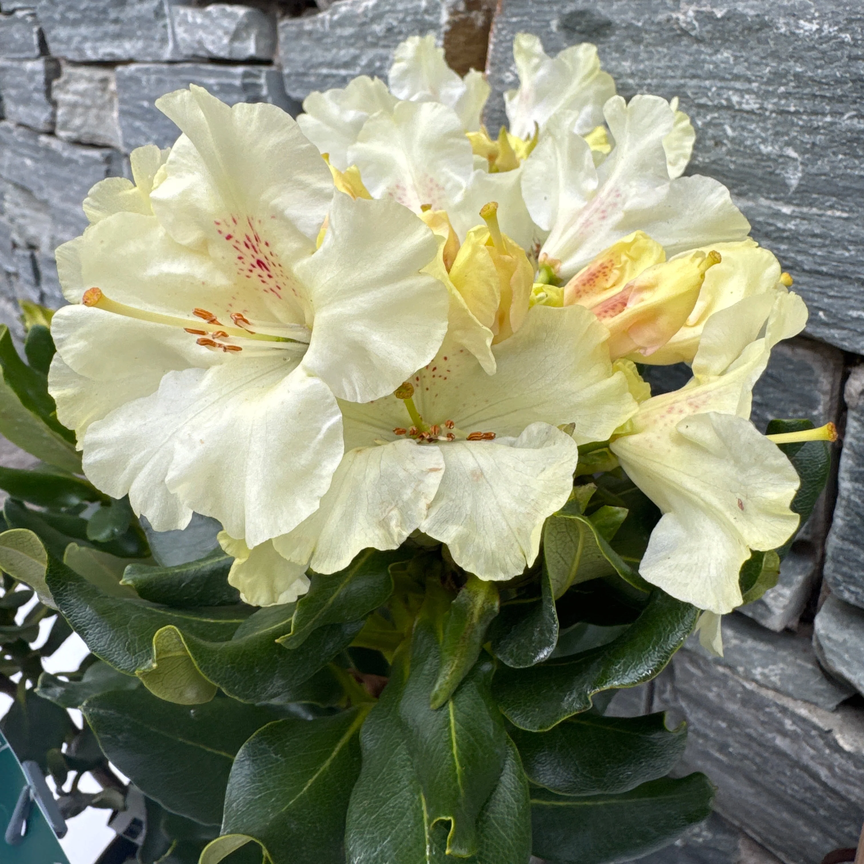 Rhododendron Hybr.Goldkrone (S) IV - Image 2