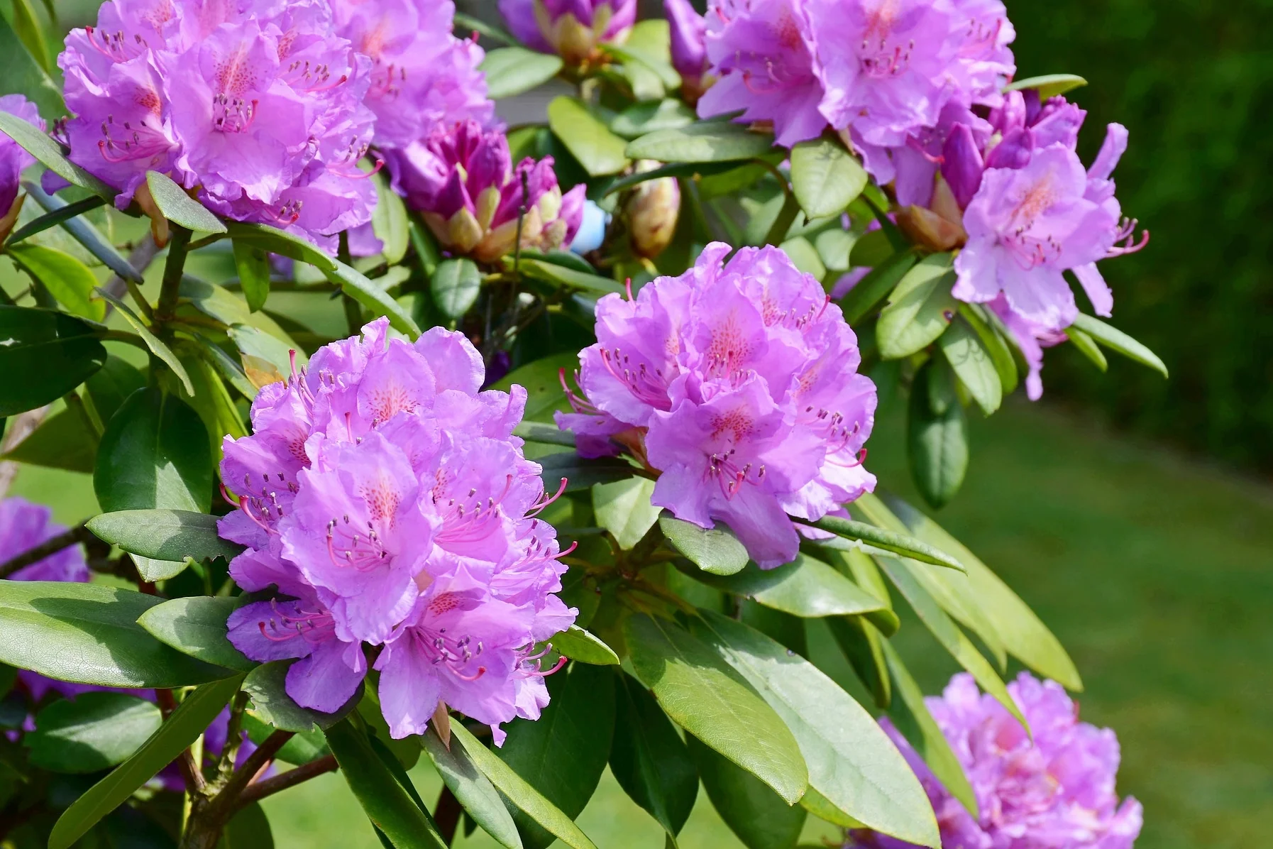 Rhododendron in cultivars
