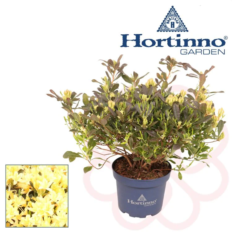 Rhododendron Parfumollis yellow  3 Ltr pot - Image 2