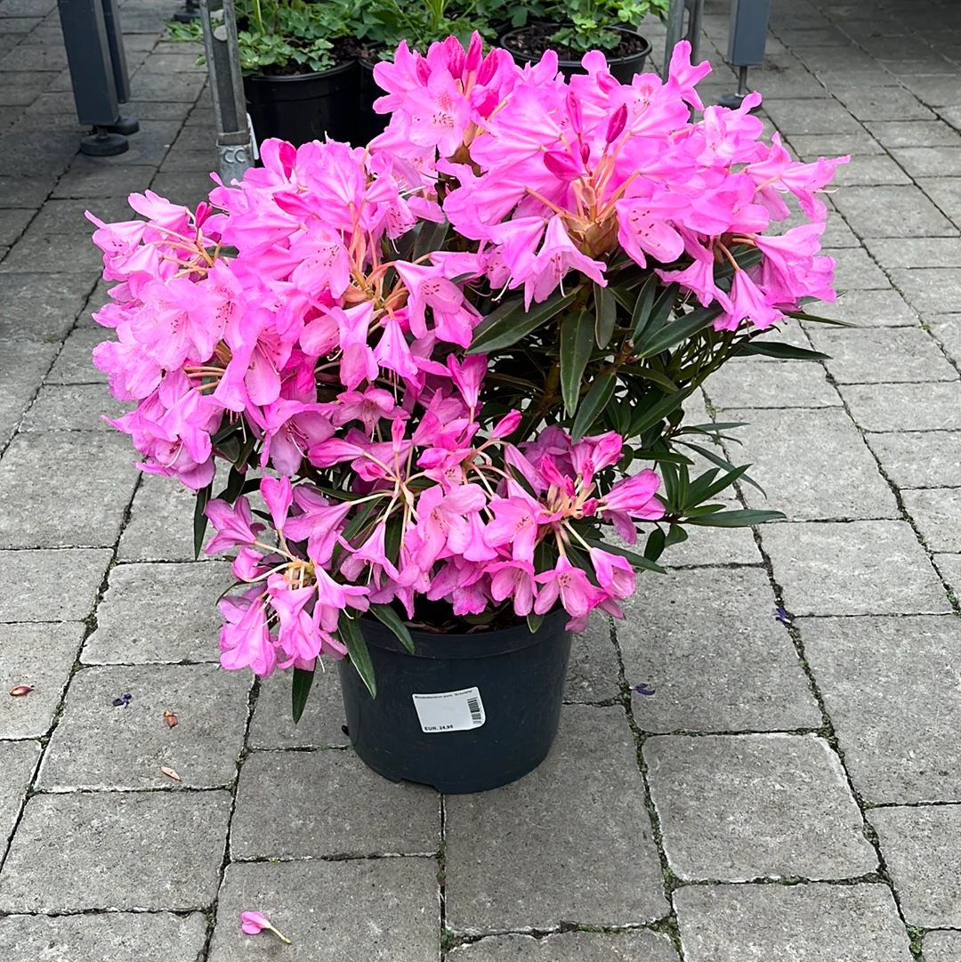 Rhododendron pont. Graziella - Image 3
