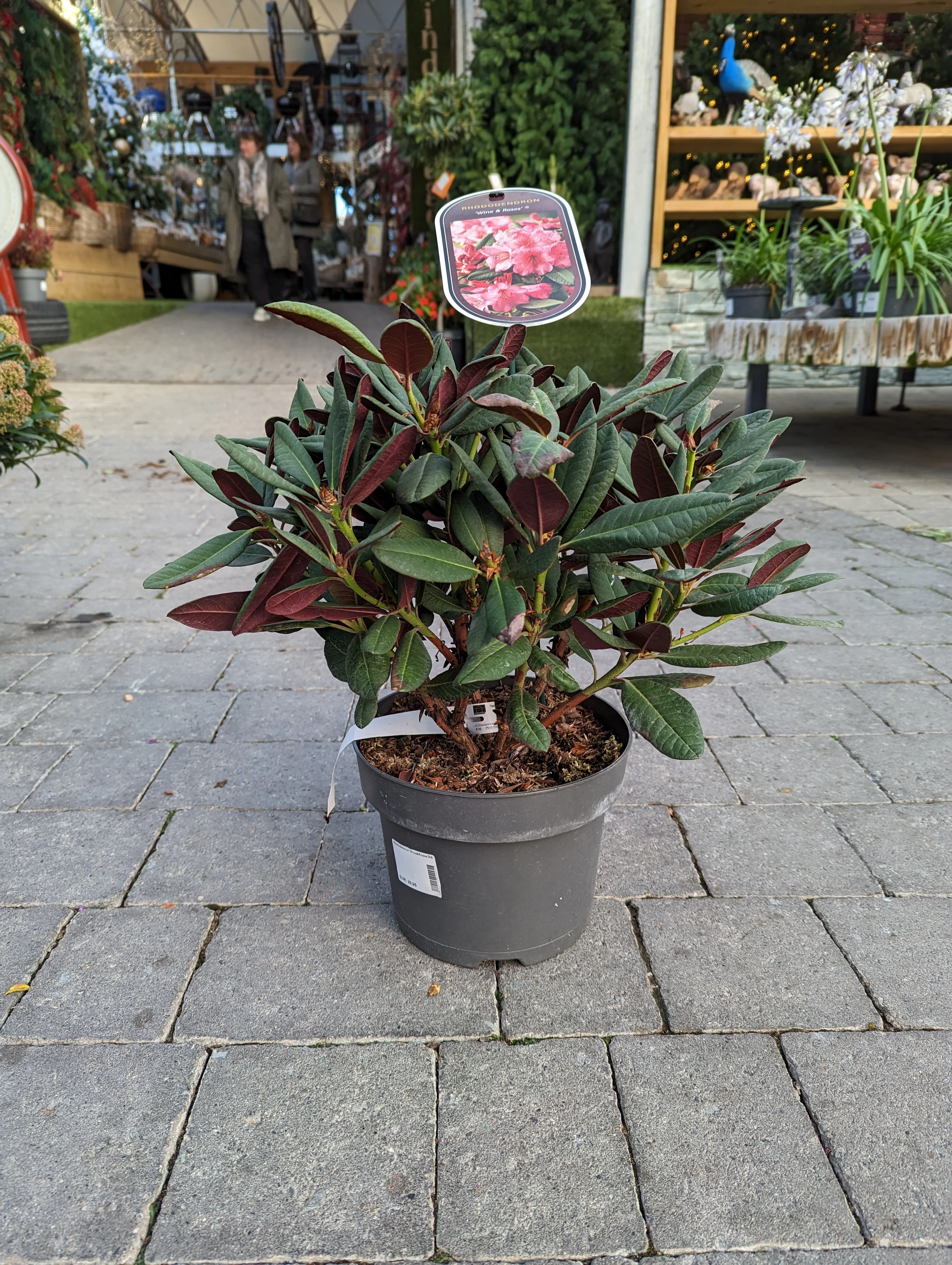 Rhododendron Wine & Roses - Image 2