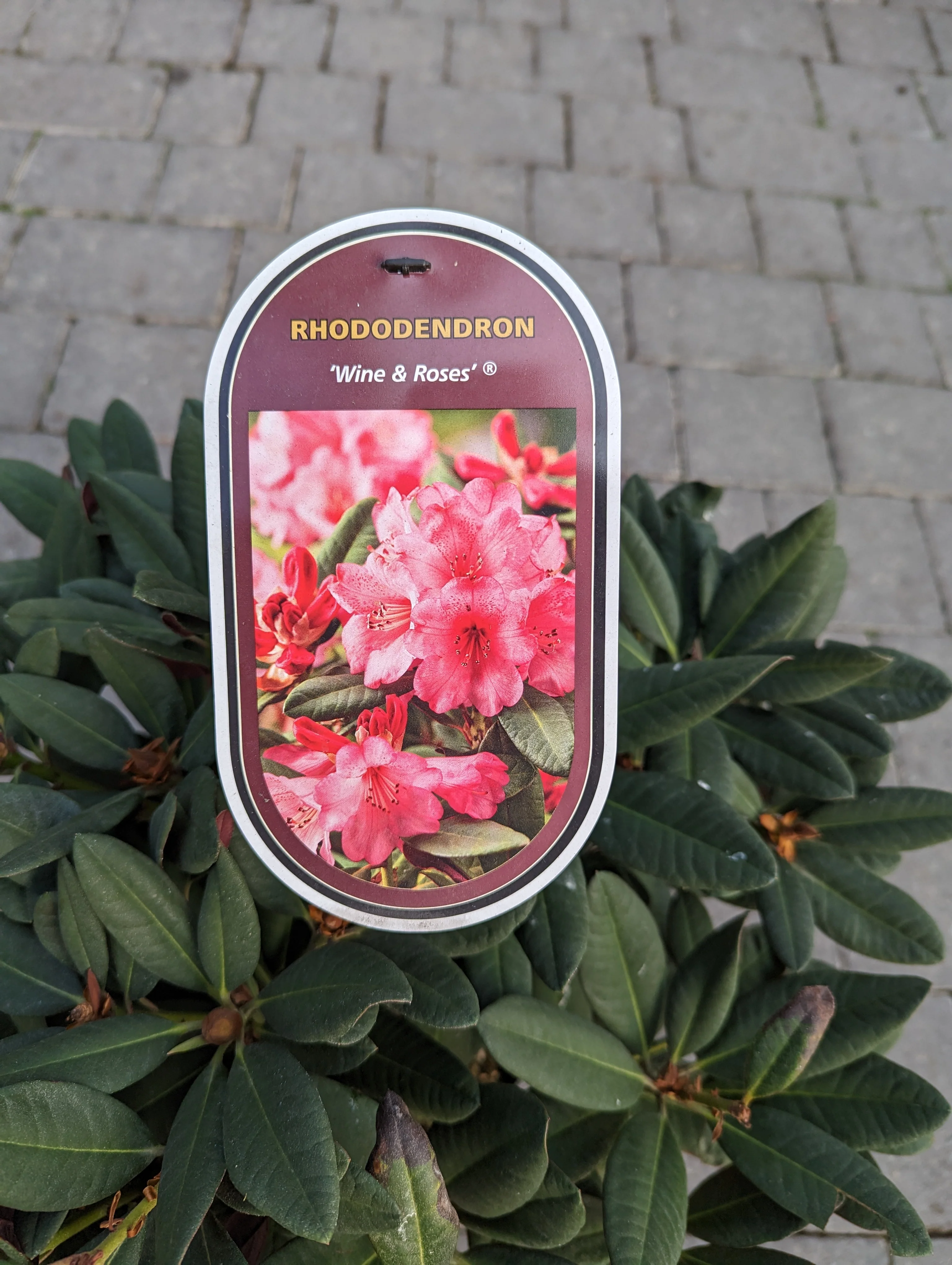 Rhododendron Wine & Roses - Image 3