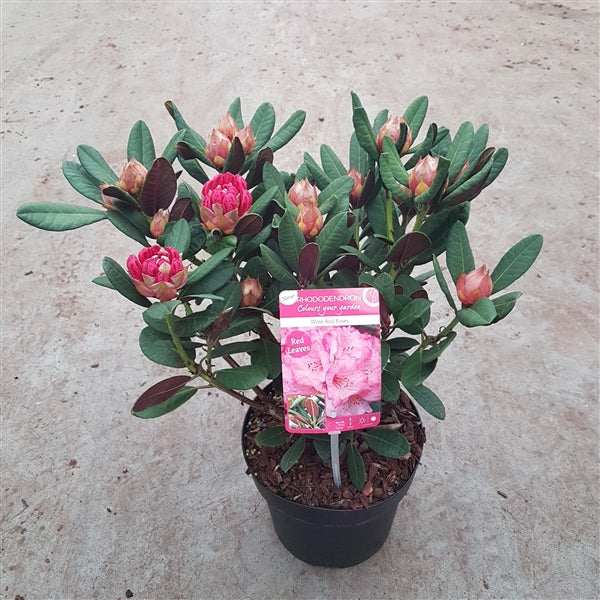 Rhododendron Wine & Roses - Image 4