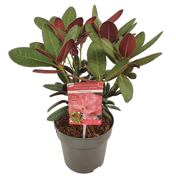 Rhododendron Wine & Roses - Image 5