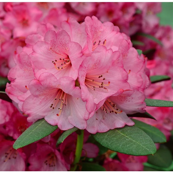 Rhododendron Wine & Roses - Image 6