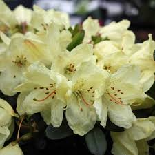Rhododendron Wren - Image 2