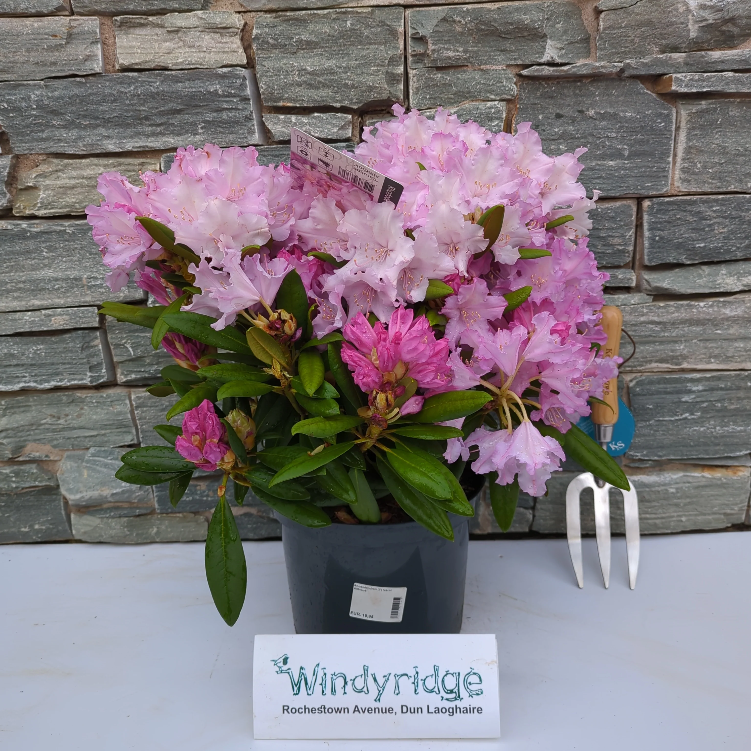 Rhododendron (Y) Carol. Allbrook - Image 2