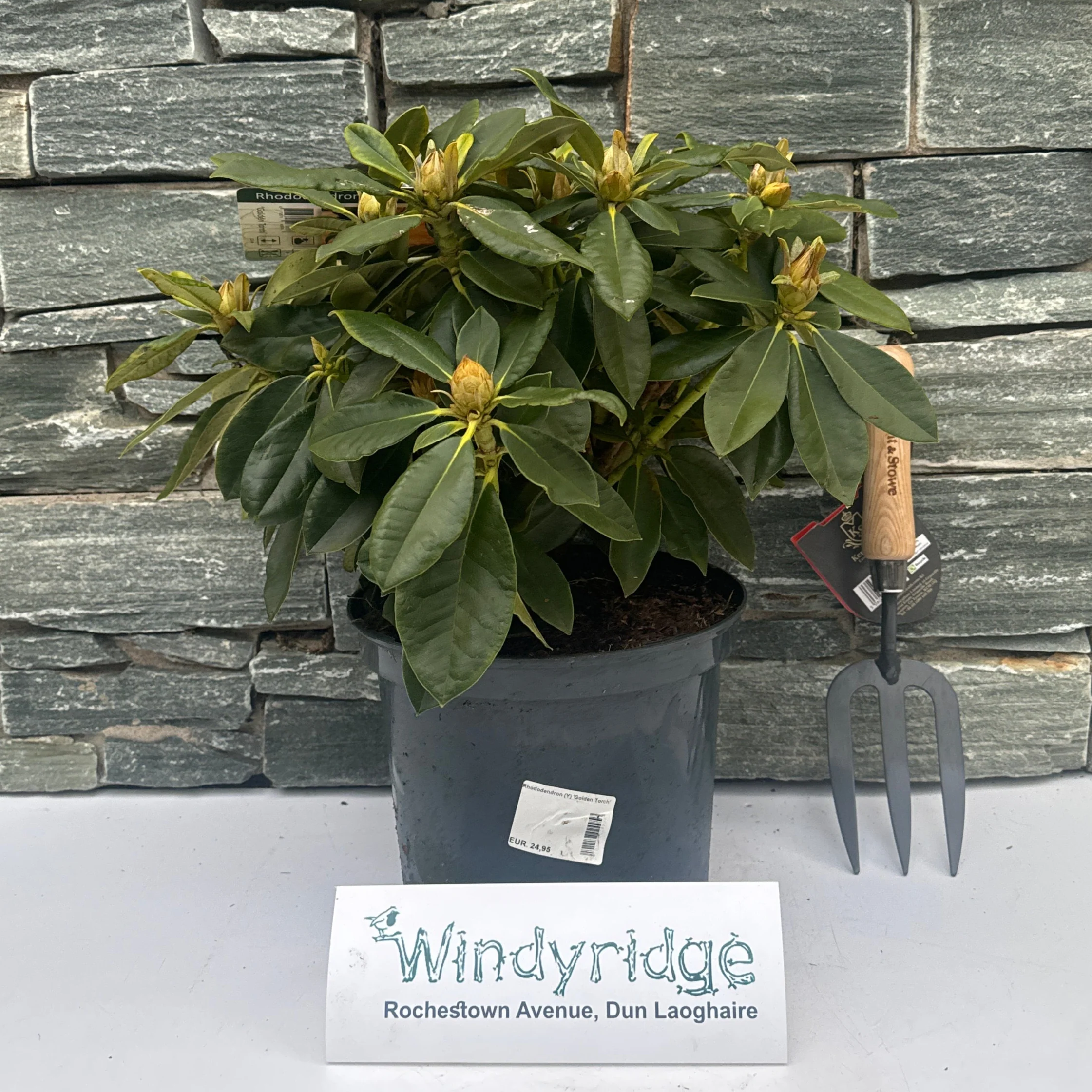 Rhododendron (Y) Golden Torch - Image 2