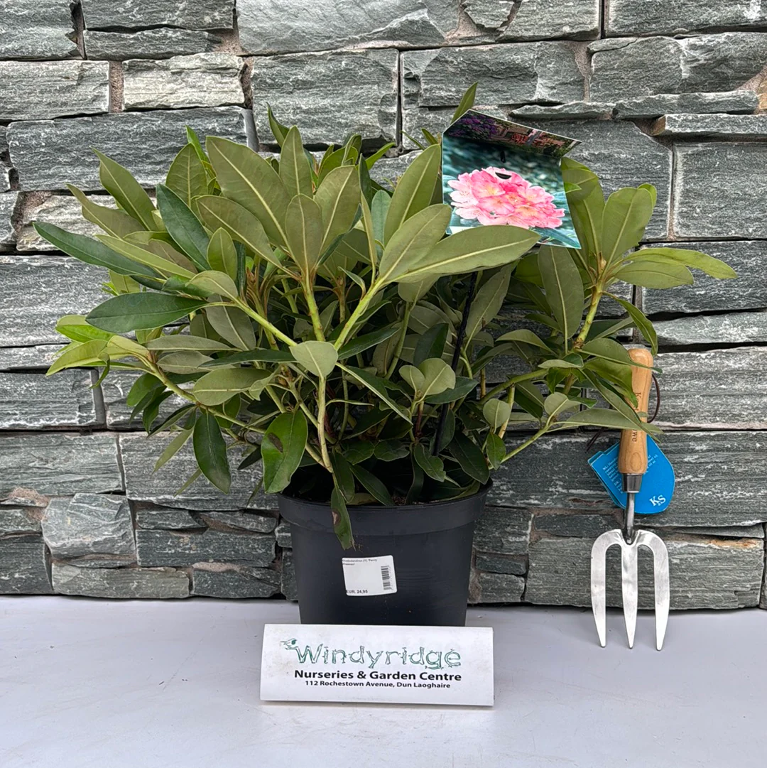Rhododendron (Y) Percy Wiseman - Image 2