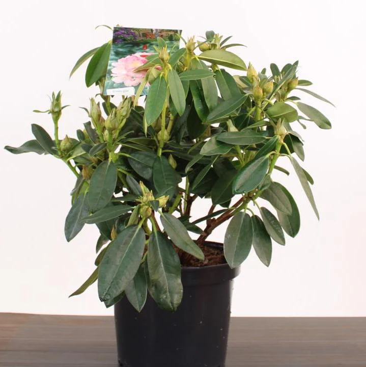 Rhododendron (Y) Percy Wiseman - Image 3