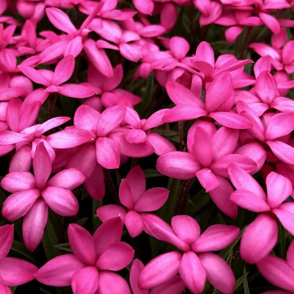 Rhodohypoxis milliodes Paula - Image 2