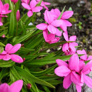 Rhodohypoxis milliodes Paula - Image 3