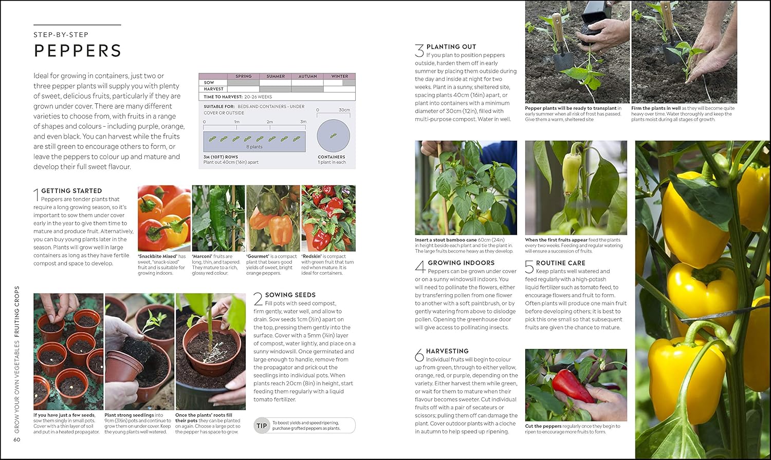 RHS Step by Step Veg Patch - Image 4