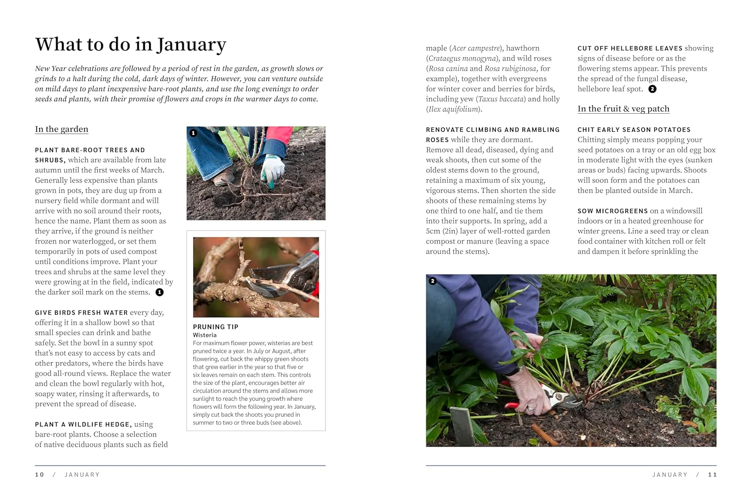 RHS The Garden Almanac 2026 - Image 5