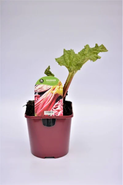 RHUBARB 2L - Image 2