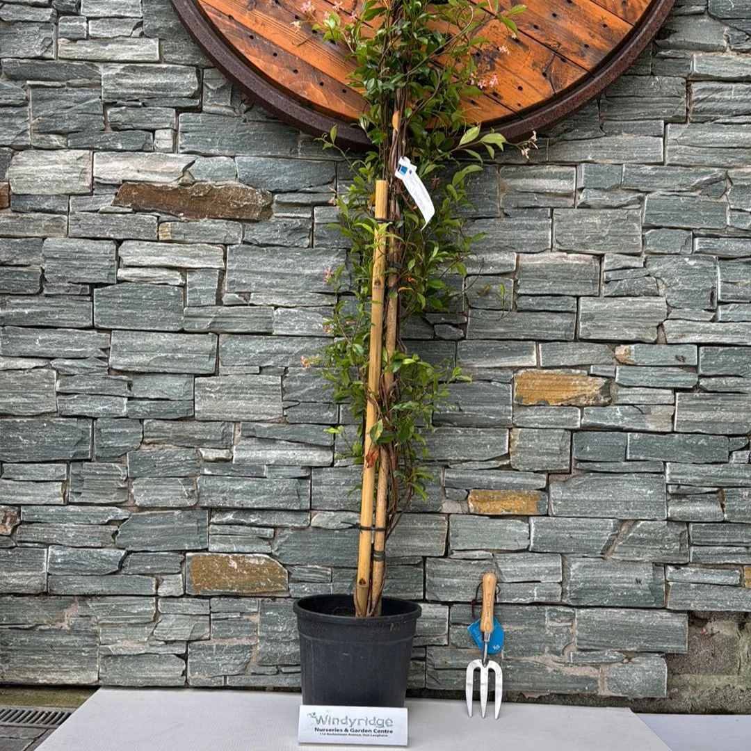 RHYNCOSPERMUM JASM. ROSE CLT 10 H 150 - 200 CM - Image 2