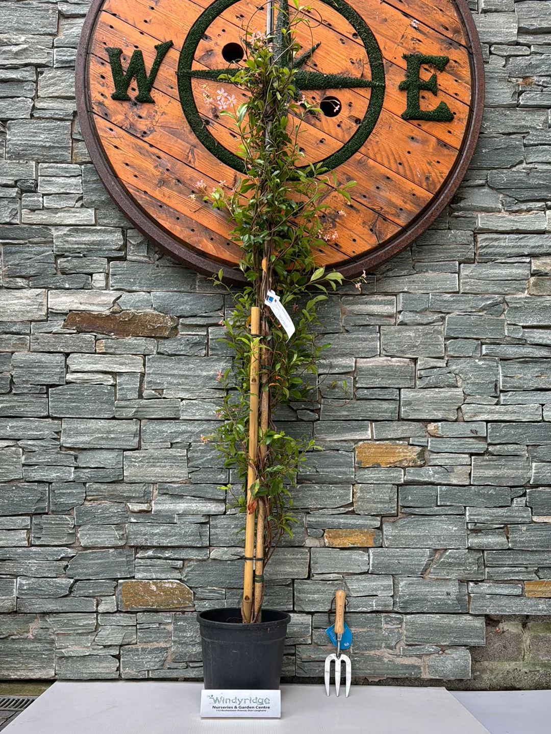 RHYNCOSPERMUM JASM. ROSE CLT 10 H 150 - 200 CM - Image 3