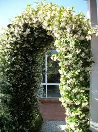 RHYNCOSPERMUM JASMINOIDES ARCH