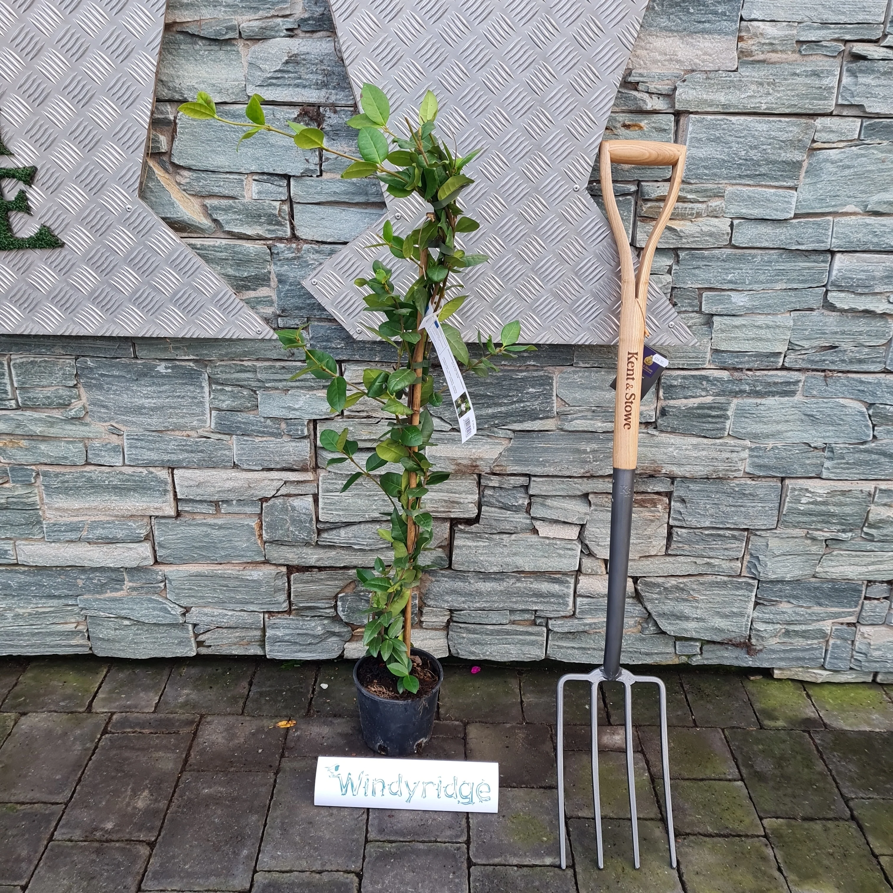RHYNCOSPERMUM JASMINOIDES CLT 2 H 80 - 100 CM - Image 3