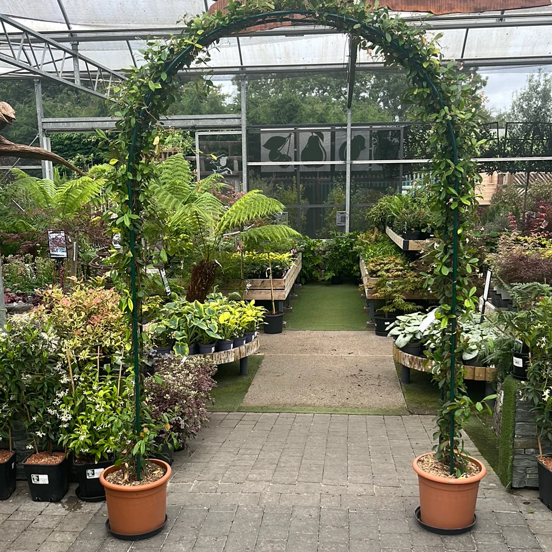 RHYNCOSPERMUM JASMINOIDES CONT. ARCO DOPPIO 20 CM WIDE