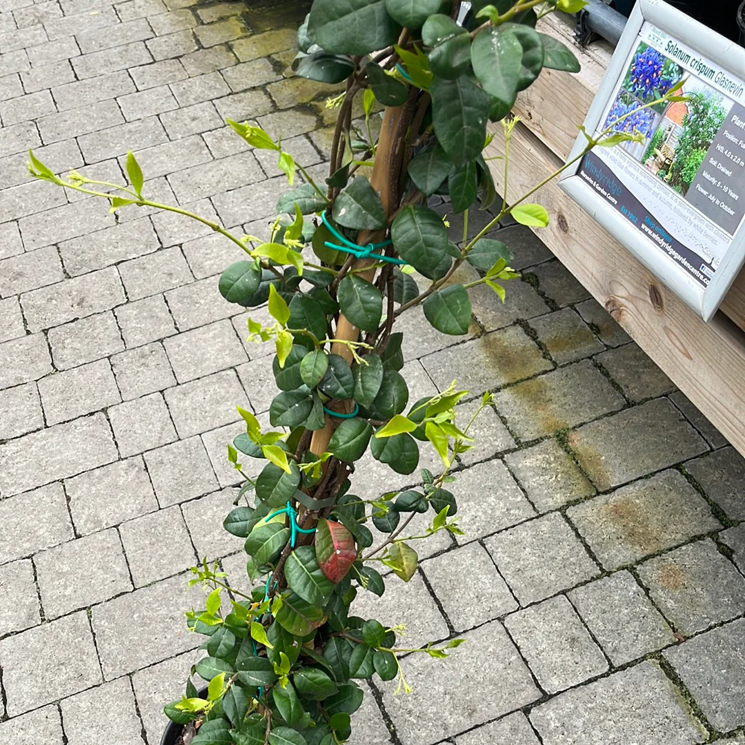 RHYNCOSPERMUM (Trachelosperum) JASMINOIDES CLT 10 H 200 - 250 CM - Image 4